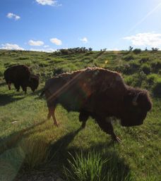 Sunlit American bison grazing on rolling green prairie under a bright blue sky with lens flare