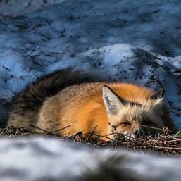 Scenic Safaris: Guided Winter Wildlife Tours in Jackson Hole image 12