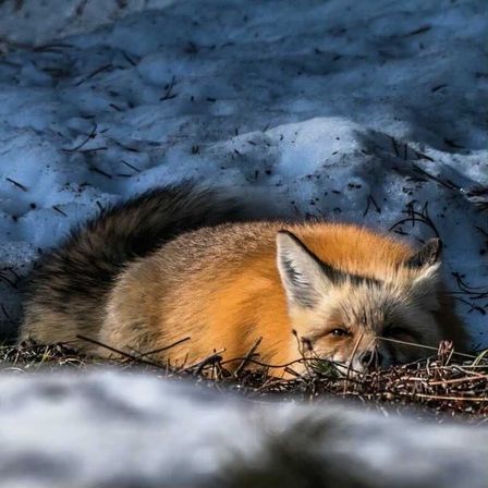 Scenic Safaris: Guided Winter Wildlife Tours in Jackson Hole image 12