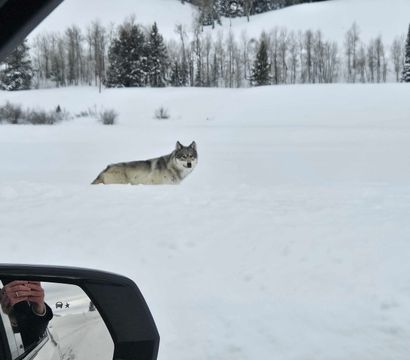 Jackson Hole Wildlife Safaris