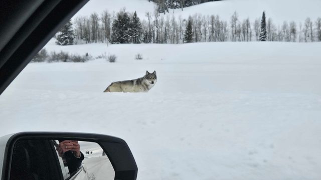 Jackson Hole Winter Wildlife Tour with Experts Local Guides image 3