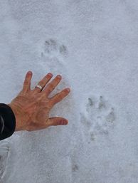 Scenic Safaris: Guided Winter Wildlife Tours in Jackson Hole image 10