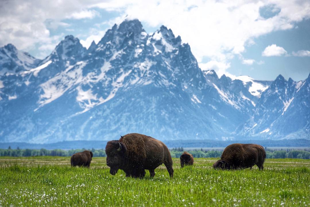Herd of bison grazing in a green mountain meadow dotted with wildflowers, set against dramatic snow‑capped jagged peaks under a blue sky.