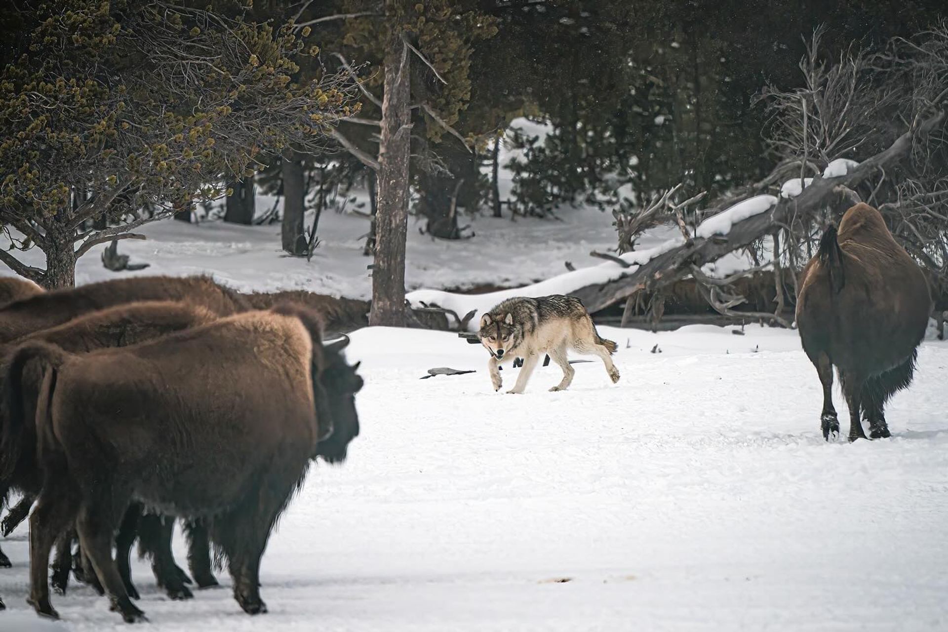Jackson Hole Winter Wildlife Tour with Experts Local Guides image 2