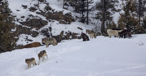 Scenic Safaris: Guided Winter Wildlife Tours in Jackson Hole image 6