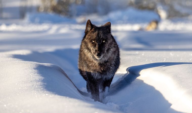 Scenic Safaris: Guided Winter Wildlife Tours in Jackson Hole image 1