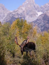 Majestic bull moose with velvet antlers browsing autumn shrubs in a mountain valley with golden foliage and rocky peaks in the background.