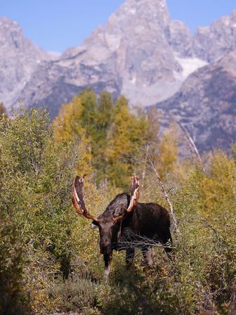 Majestic bull moose with velvet antlers browsing autumn shrubs in a mountain valley with golden foliage and rocky peaks in the background.