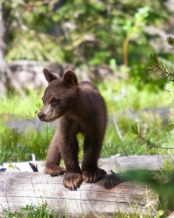 Playful young black bear cub standing on a fallen log in a sunlit forest meadow, surrounded by green grass and pine branches.