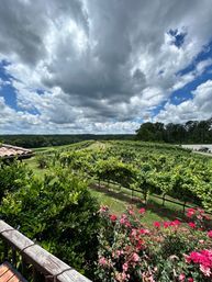 View from a wooden terrace over a lush vineyard with rows of grapevines, bright pink roses in the foreground, rolling green hills and a dramatic cloud-filled blue sky.