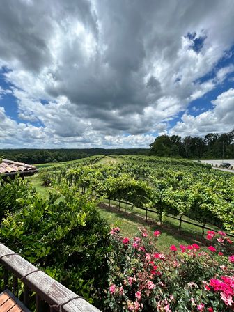 View from a wooden terrace over a lush vineyard with rows of grapevines, bright pink roses in the foreground, rolling green hills and a dramatic cloud-filled blue sky.