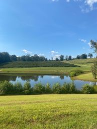 Serene sunlit rural vineyard on rolling hills with a reflective pond, lush green lawn, and a clear blue sky with a few clouds.