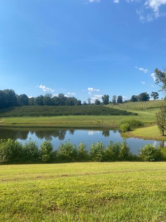 Serene sunlit rural vineyard on rolling hills with a reflective pond, lush green lawn, and a clear blue sky with a few clouds.