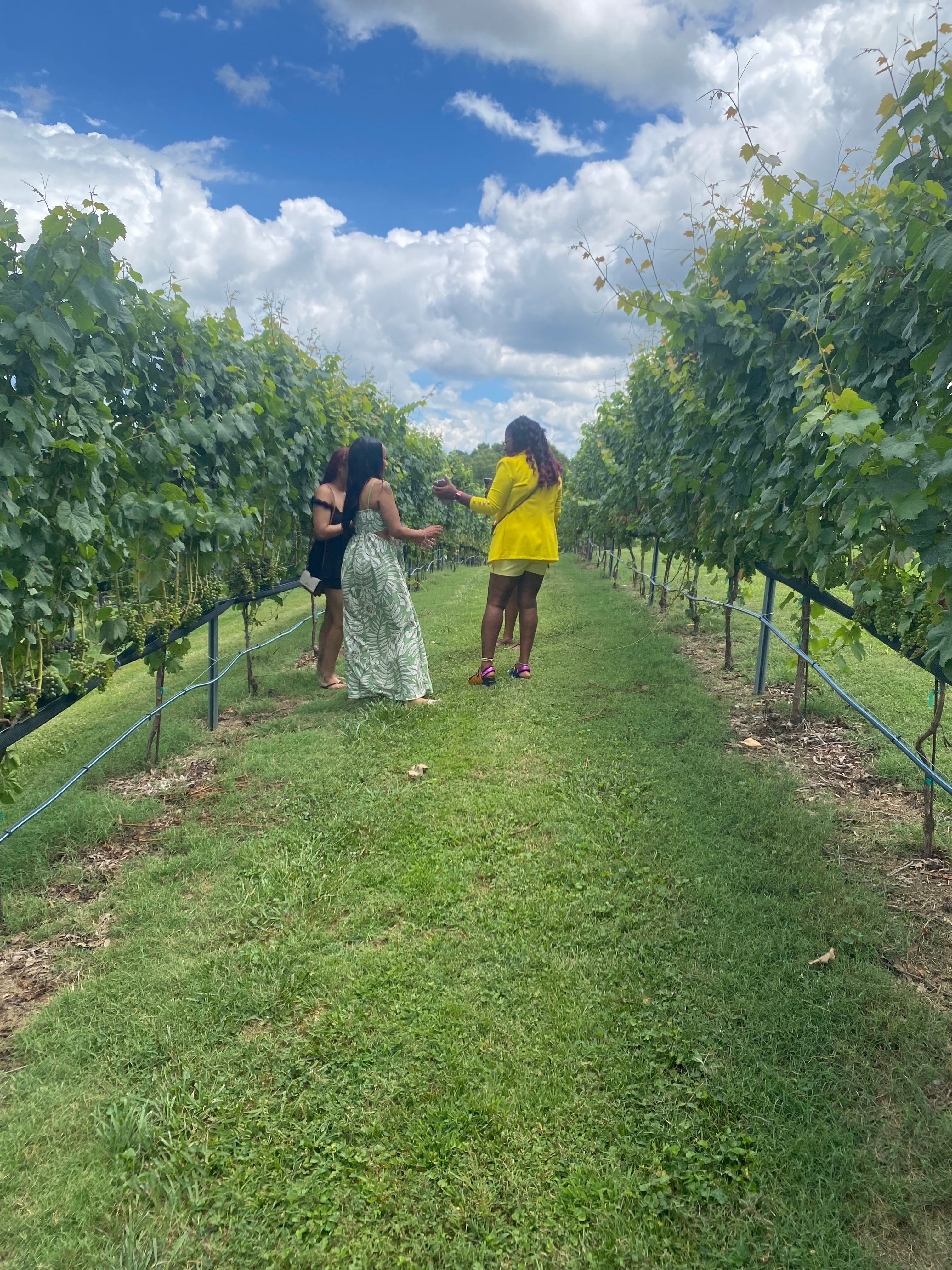Three women strolling a sunlit vineyard row on a grassy path under a bright blue sky with puffy clouds — one wearing a yellow jacket and another in a green patterned dress.