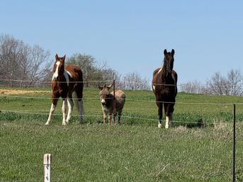 Horse Yoga on the Farm at Nashville Horse and Goat Yoga image 10