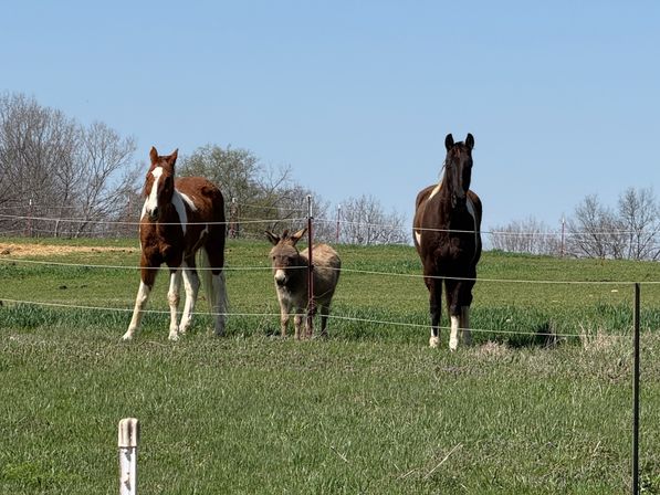 Horse Yoga on the Farm at Nashville Horse and Goat Yoga image 10