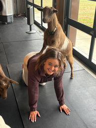 Smiling woman on a yoga mat during an indoor goat yoga session, a brown goat stands on her back near large glass doors