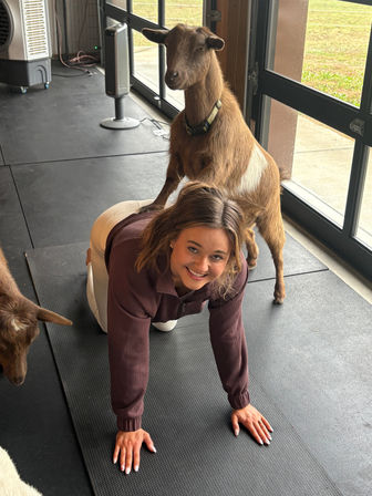 Smiling woman on a yoga mat during an indoor goat yoga session, a brown goat stands on her back near large glass doors