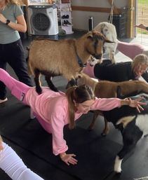 Playful goat yoga class in a barn-style studio — people holding plank poses on mats while small goats climb and stand on their backs.