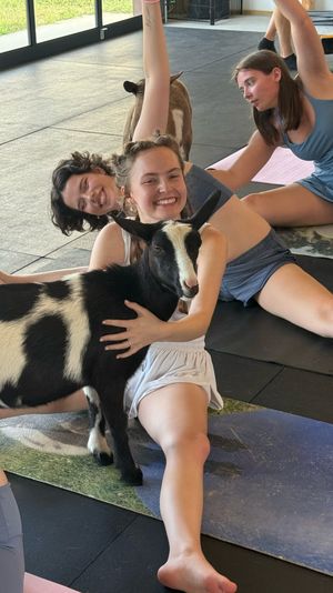 Smiling women in an indoor goat yoga class stretching on mats as a playful black-and-white goat stands between them and one participant hugs it.