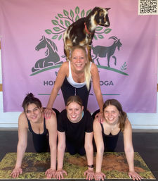 Goat yoga class pyramid pose: three people on hands-and-knees base with a smiling participant balanced on their backs and a small brown-and-white goat standing on their shoulders against a purple animal-banner backdrop.