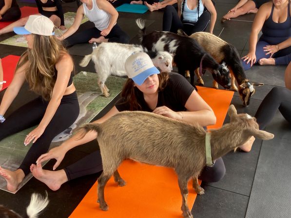 Playful goat yoga class in an indoor studio, participants on colorful mats while small goats wander between and around them