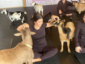 Woman seated cross-legged in an indoor goat yoga class, smiling as playful small brown and black goats nuzzle her on yoga mats.