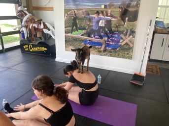 Goat Yoga Group Class on the Farm at Nashville Horse and Goat Yoga + Hat Bar Add-On image 72
