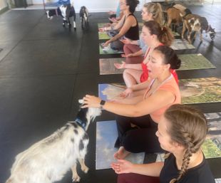 Group of women seated on yoga mats in an indoor studio doing goat yoga, meditating and smiling as small goats roam, nuzzle and interact with participants.