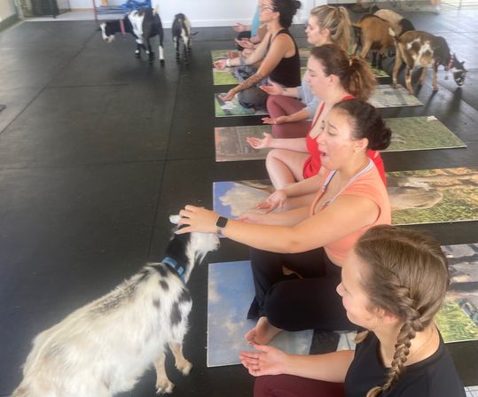 Group of women seated on yoga mats in an indoor studio doing goat yoga, meditating and smiling as small goats roam, nuzzle and interact with participants.