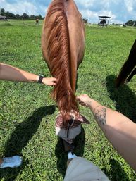 Top-down view of a chestnut horse grazing in a sunny green pasture wearing a leopard-print fly mask, two people reaching to touch its long mane and tail.