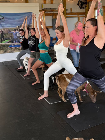 Group of women holding Warrior II yoga pose during an indoor goat yoga class in a rustic farm studio, small goats weaving between yoga mats.