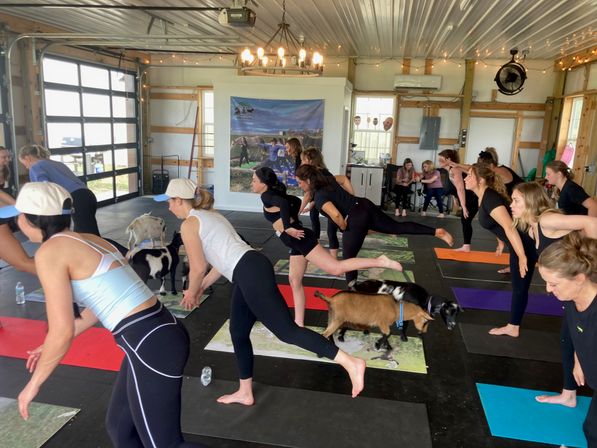 Indoor goat yoga class in a barn-style studio: people balancing on one leg on colorful yoga mats as small goats wander between them under string lights.