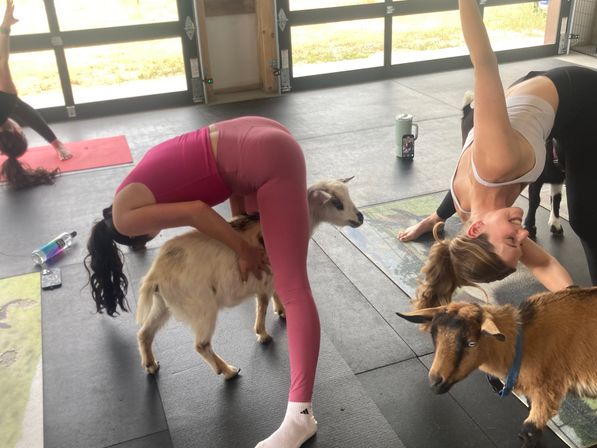 Two women in colorful workout clothes doing forward-bend poses on mats while small goats weave between them in a bright indoor goat-yoga class.