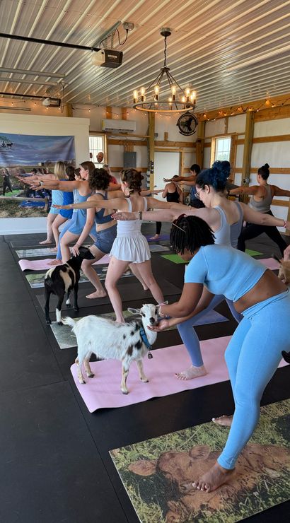 Goat yoga class in a barn-style indoor studio — participants in warrior pose on colorful mats while small goats roam between them under string lights and a metal ceiling.