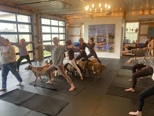 Group goat yoga class in a rustic barn-style studio, participants on mats in warrior poses while small goats wander between them