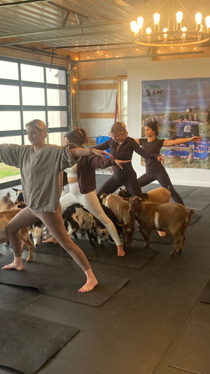 Group goat yoga class in a rustic barn-style studio, participants on mats in warrior poses while small goats wander between them