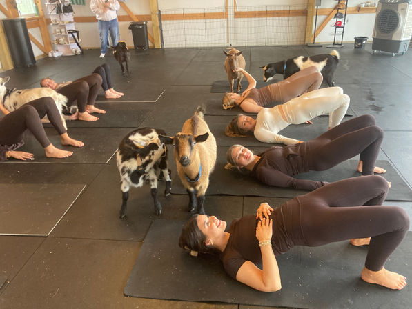 Goat yoga class in a barn-style studio with women on mats holding bridge pose while playful mini goats wander between participants.