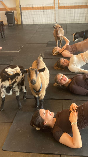 Goat yoga class in a barn-style studio with women on mats holding bridge pose while playful mini goats wander between participants.
