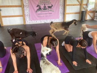 Goat Yoga Group Class on the Farm at Nashville Horse and Goat Yoga + Hat Bar Add-On image 78