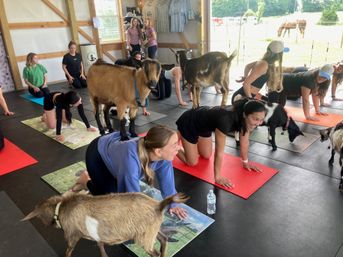 Goat yoga class in a wooden barn: people on colorful mats in tabletop poses while playful goats climb on and roam around them, with a sunlit pasture and grazing horse visible through open doors.