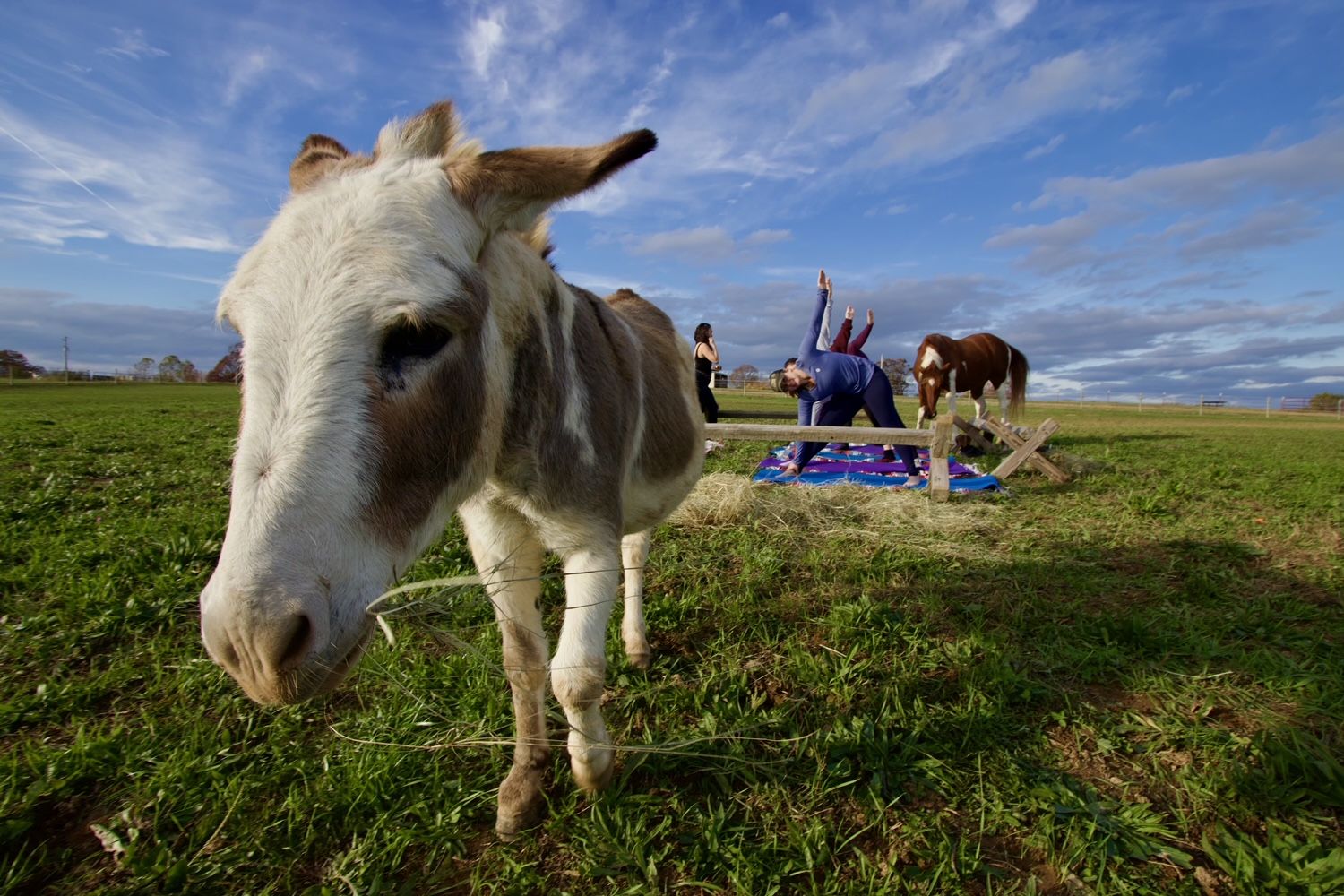 Curious donkey close-up in a green pasture as two people practice outdoor yoga on a colorful blanket and a horse grazes under a bright blue sky.