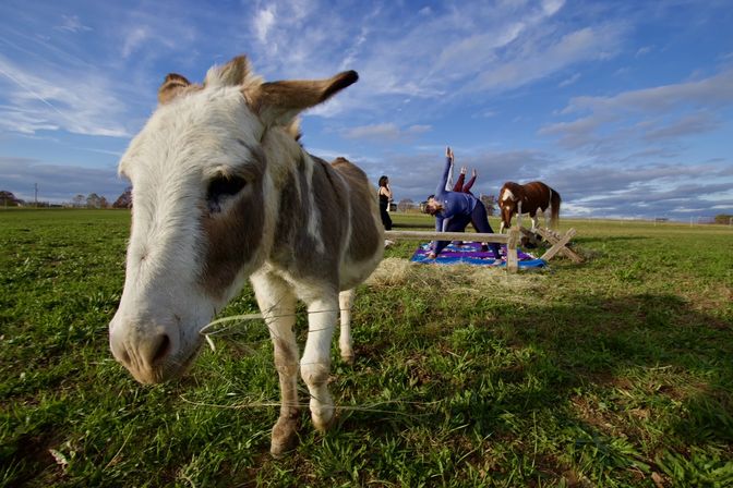 Curious donkey close-up in a green pasture as two people practice outdoor yoga on a colorful blanket and a horse grazes under a bright blue sky.