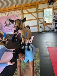 Goat yoga in a barn-style studio — smiling participant in tabletop pose with a brown goat standing on her back, other yogis and goats on mats under string lights.