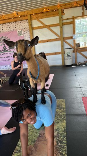 Goat yoga in a barn-style studio — smiling participant in tabletop pose with a brown goat standing on her back, other yogis and goats on mats under string lights.