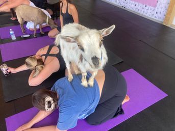 Goat Yoga Group Class on the Farm at Nashville Horse and Goat Yoga + Hat Bar Add-On image 86