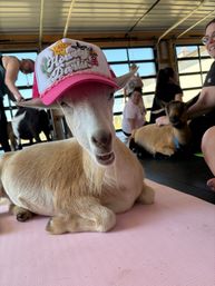 Light brown goat wearing a pink embroidered trucker hat, lounging on a pink yoga mat during an indoor goat-yoga class with people and other goats in the barn-style studio background.