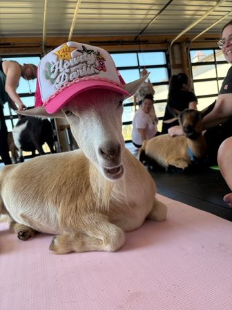 Light brown goat wearing a pink embroidered trucker hat, lounging on a pink yoga mat during an indoor goat-yoga class with people and other goats in the barn-style studio background.