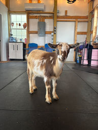 Cute brown-and-white pygmy goat standing on a black rubber floor inside a bright barn/workshop with wooden beams, string lights and storage cabinets