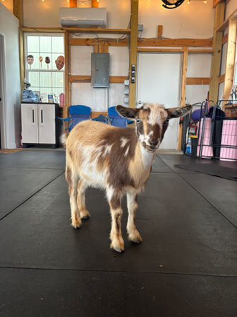 Cute brown-and-white pygmy goat standing on a black rubber floor inside a bright barn/workshop with wooden beams, string lights and storage cabinets